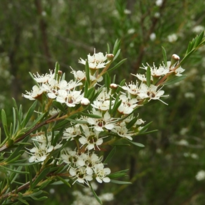 Kunzea ericoides (Burgan) at Mount Taylor - 21 Dec 2020 by MatthewFrawley