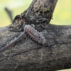 Cryptolaemus montrouzieri (Mealybug ladybird) at Garran, ACT - 23 Dec 2020 by JackyF