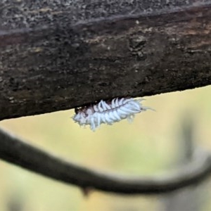 Cryptolaemus montrouzieri at Garran, ACT - 23 Dec 2020