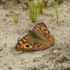 Junonia villida (Meadow Argus) at Kambah, ACT - 21 Dec 2020 by MatthewFrawley