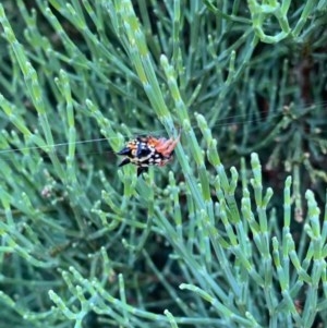 Austracantha minax at Murrumbateman, NSW - 23 Dec 2020