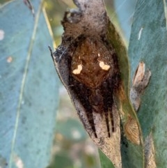 Araneinae (subfamily) (Orb weaver) at Murrumbateman, NSW - 23 Dec 2020 by SimoneC