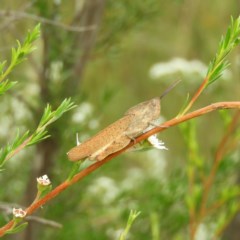Goniaea australasiae (Gumleaf grasshopper) at Mount Taylor - 21 Dec 2020 by MatthewFrawley