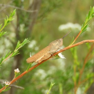 Goniaea australasiae at Kambah, ACT - 21 Dec 2020