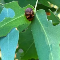 Paropsis aspera (Eucalyptus Tortoise Beetle) at Murrumbateman, NSW - 23 Dec 2020 by SimoneC