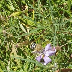 Amegilla (Zonamegilla) asserta (Blue Banded Bee) at Albury - 20 Dec 2020 by ClaireSee