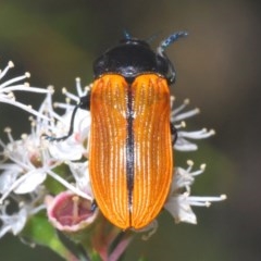 Castiarina rufipennis (Jewel beetle) at Point 11 - 17 Dec 2020 by Harrisi