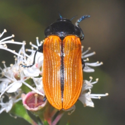 Castiarina rufipennis (Jewel beetle) at Black Mountain - 17 Dec 2020 by Harrisi