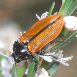 Castiarina rufipennis at Molonglo Valley, ACT - 17 Dec 2020