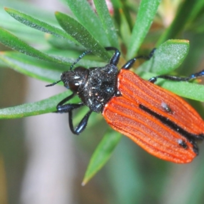 Castiarina nasuta (A jewel beetle) at Black Mountain - 17 Dec 2020 by Harrisi