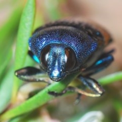 Castiarina klugii (Jewel beetle) at Black Mountain - 19 Dec 2020 by Harrisi