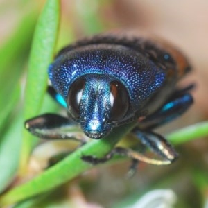 Castiarina klugii at Downer, ACT - 19 Dec 2020