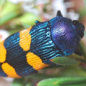 Castiarina klugii at Downer, ACT - 19 Dec 2020