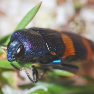 Castiarina klugii at Downer, ACT - 19 Dec 2020