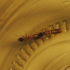 Unidentified Termite (superfamily Termitoidea) at Conder, ACT - 4 Nov 2020 by michaelb