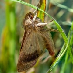 Noctuidae (family) (A cutworm or owlet moth) at Wanniassa, ACT - 23 Dec 2020 by sciencegal