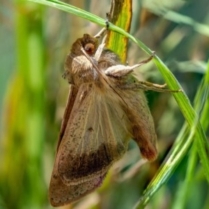 Noctuidae (family) at Wanniassa, ACT - 23 Dec 2020