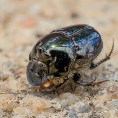 Onthophagus auritus (Dung beetle) at Wanniassa, ACT - 22 Dec 2020 by sciencegal