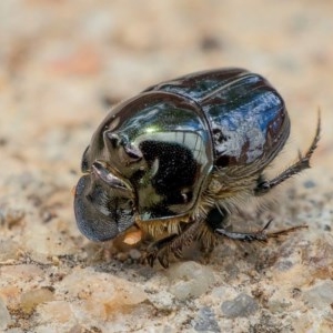 Onthophagus auritus at suppressed - 23 Dec 2020