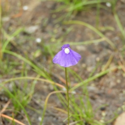 Utricularia dichotoma (Fairy Aprons, Purple Bladderwort) at Kambah, ACT - 21 Dec 2020 by MatthewFrawley