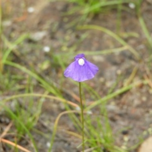 Utricularia dichotoma at Kambah, ACT - 21 Dec 2020