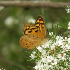 Heteronympha merope (Common Brown Butterfly) at Kambah, ACT - 21 Dec 2020 by MatthewFrawley