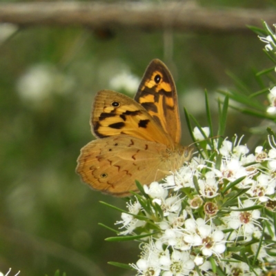 Heteronympha merope (Common Brown Butterfly) at Kambah, ACT - 21 Dec 2020 by MatthewFrawley