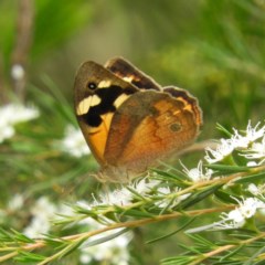 Heteronympha merope (Common Brown Butterfly) at Mount Taylor - 21 Dec 2020 by MatthewFrawley