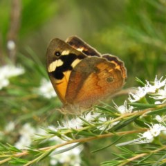 Heteronympha merope (Common Brown Butterfly) at Kambah, ACT - 21 Dec 2020 by MatthewFrawley