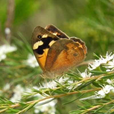 Heteronympha merope (Common Brown Butterfly) at Mount Taylor - 21 Dec 2020 by MatthewFrawley