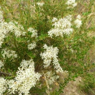 Bursaria spinosa subsp. lasiophylla (Australian Blackthorn) at Mount Taylor - 21 Dec 2020 by MatthewFrawley