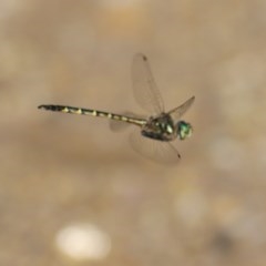 Hemicordulia australiae (Australian Emerald) at Bournda, NSW - 23 Dec 2020 by KylieWaldon