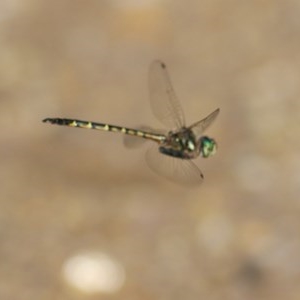 Hemicordulia australiae at Bournda, NSW - 23 Dec 2020 08:30 AM