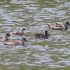 Malacorhynchus membranaceus at Candelo, NSW - 23 Dec 2020 11:00 AM