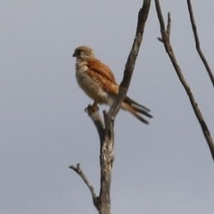 Falco cenchroides (Nankeen Kestrel) at Candelo, NSW - 23 Dec 2020 by KylieWaldon