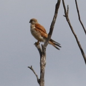 Falco cenchroides at Candelo, NSW - 23 Dec 2020 10:30 AM