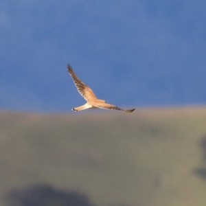 Falco cenchroides at Candelo, NSW - 23 Dec 2020 10:30 AM