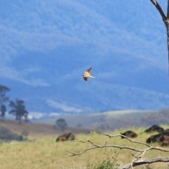 Falco cenchroides at Candelo, NSW - 23 Dec 2020