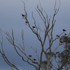 Threskiornis spinicollis (Straw-necked Ibis) at Candelo, NSW - 23 Dec 2020 by KylieWaldon