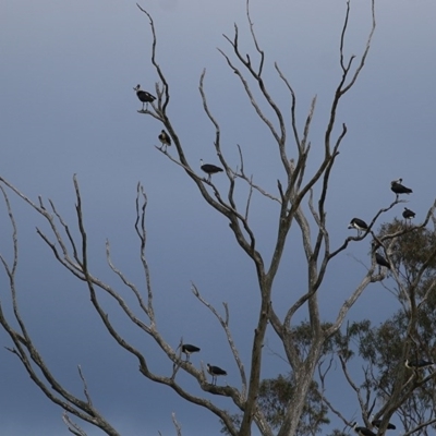 Threskiornis spinicollis (Straw-necked Ibis) at Candelo, NSW - 23 Dec 2020 by Kyliegw