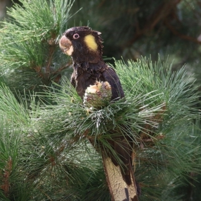 Zanda funerea (Yellow-tailed Black-Cockatoo) at Candelo, NSW - 22 Dec 2020 by Kyliegw