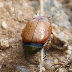 Anoplognathus brunnipennis (Green-tailed Christmas beetle) at Toothdale, NSW - 23 Dec 2020 by KylieWaldon