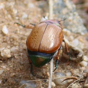 Anoplognathus brunnipennis at Toothdale, NSW - 23 Dec 2020