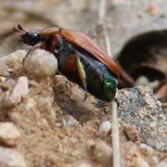 Anoplognathus brunnipennis at Toothdale, NSW - 23 Dec 2020