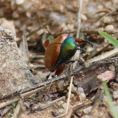 Anoplognathus brunnipennis at Toothdale, NSW - 23 Dec 2020