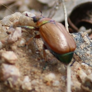 Anoplognathus brunnipennis at Toothdale, NSW - 23 Dec 2020 10:18 AM