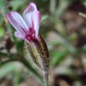 Gypsophila tubulosa at Bolaro, NSW - 18 Dec 2020