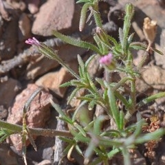 Gypsophila tubulosa at Bolaro, NSW - 18 Dec 2020