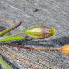 Gypsophila tubulosa at Bolaro, NSW - 18 Dec 2020