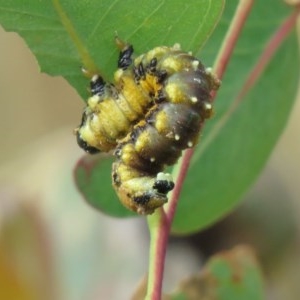 Pergidae sp. (family) at Fisher, ACT - 24 Dec 2020